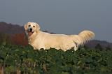 GOLDEN RETRIEVER 878